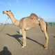 Camel beauty pageants